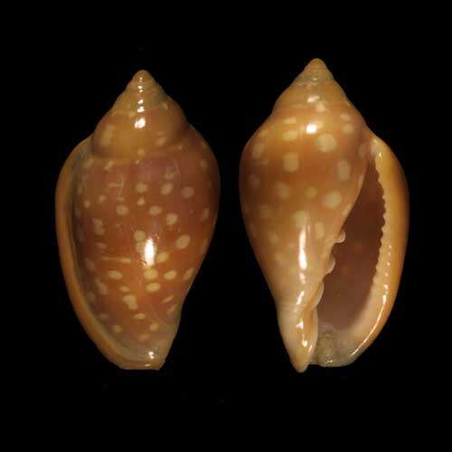 Image of Marginella sebastiani Marche-Marchad & Rosso 1979