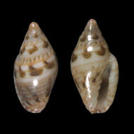 Marginella undulans Gofas & F. Fernandes 1994的圖片