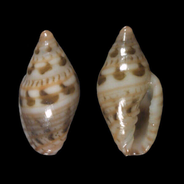 Image of Marginella undulans Gofas & F. Fernandes 1994