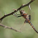 Image of Mantled Baskettail