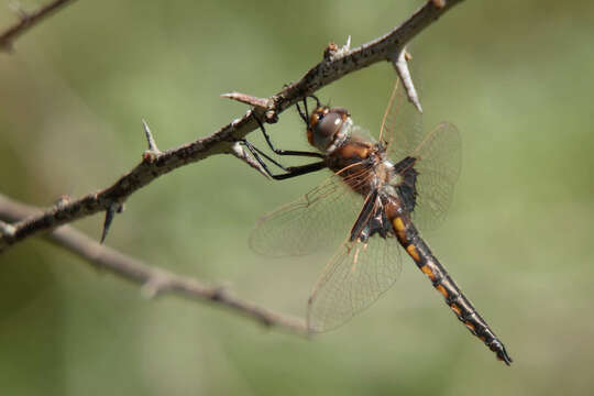 Image of Mantled Baskettail