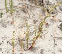 Слика од Herniaria capensis (Haw.) Steud.