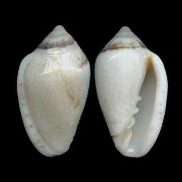 Image of Marginella minuscula W. H. Turton 1932