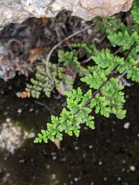 Imagem de Myriopteris viscida (Davenp.) Grusz & Windham