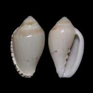 Marginella peelae Bozzetti 1993的圖片