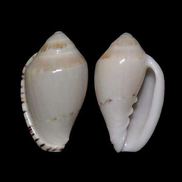 Image of Marginella peelae Bozzetti 1993