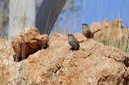 Image of Kalkadoon Grasswren