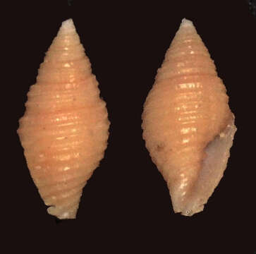 Image of Pseudonebularia doliolum (Küster 1839)