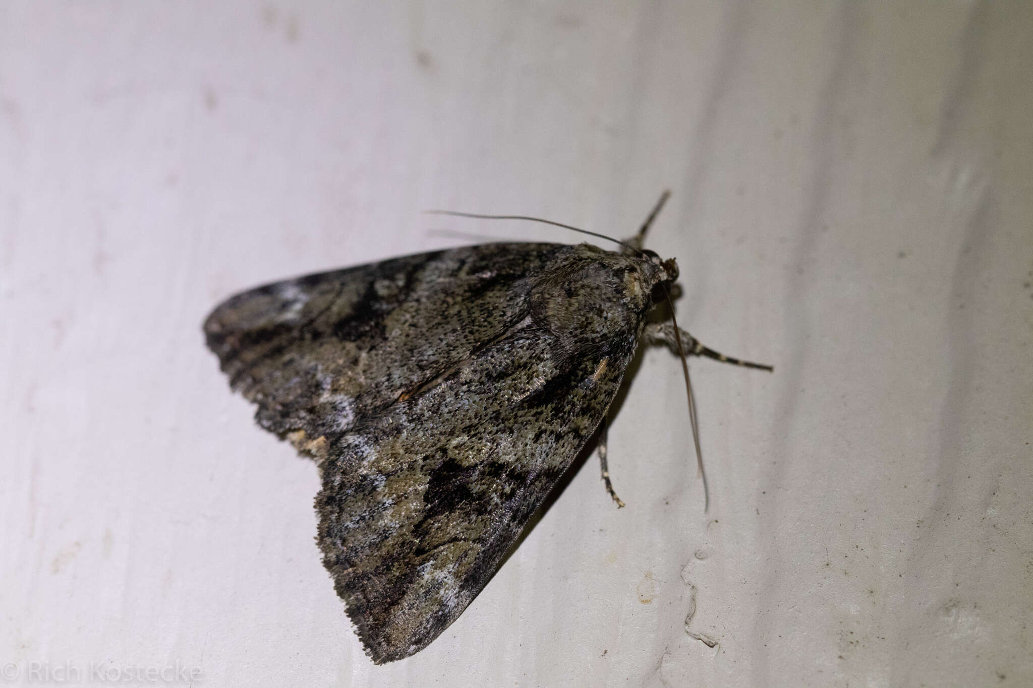 Image of Little Nymph Underwing