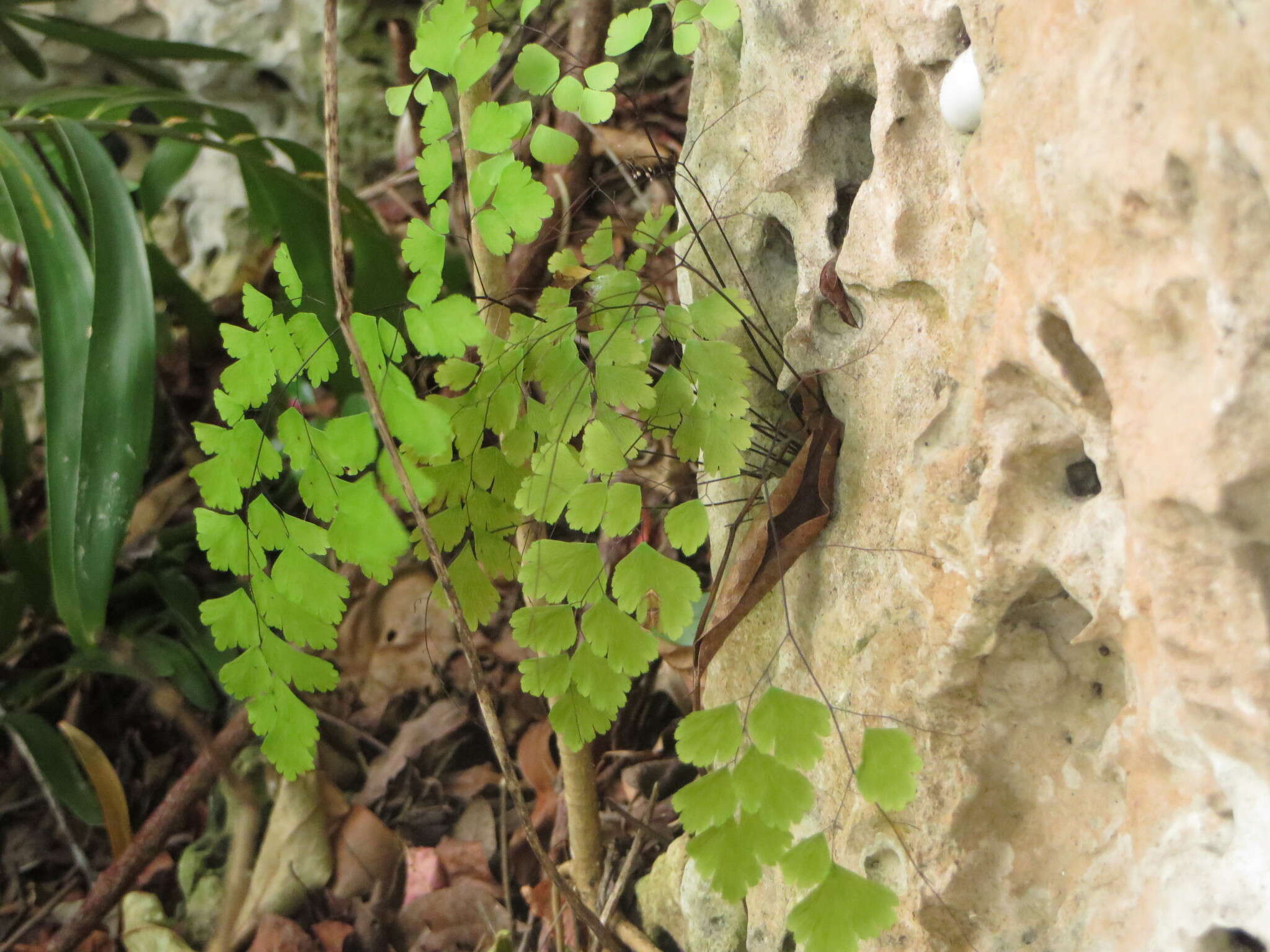 Image of fan maidenhair