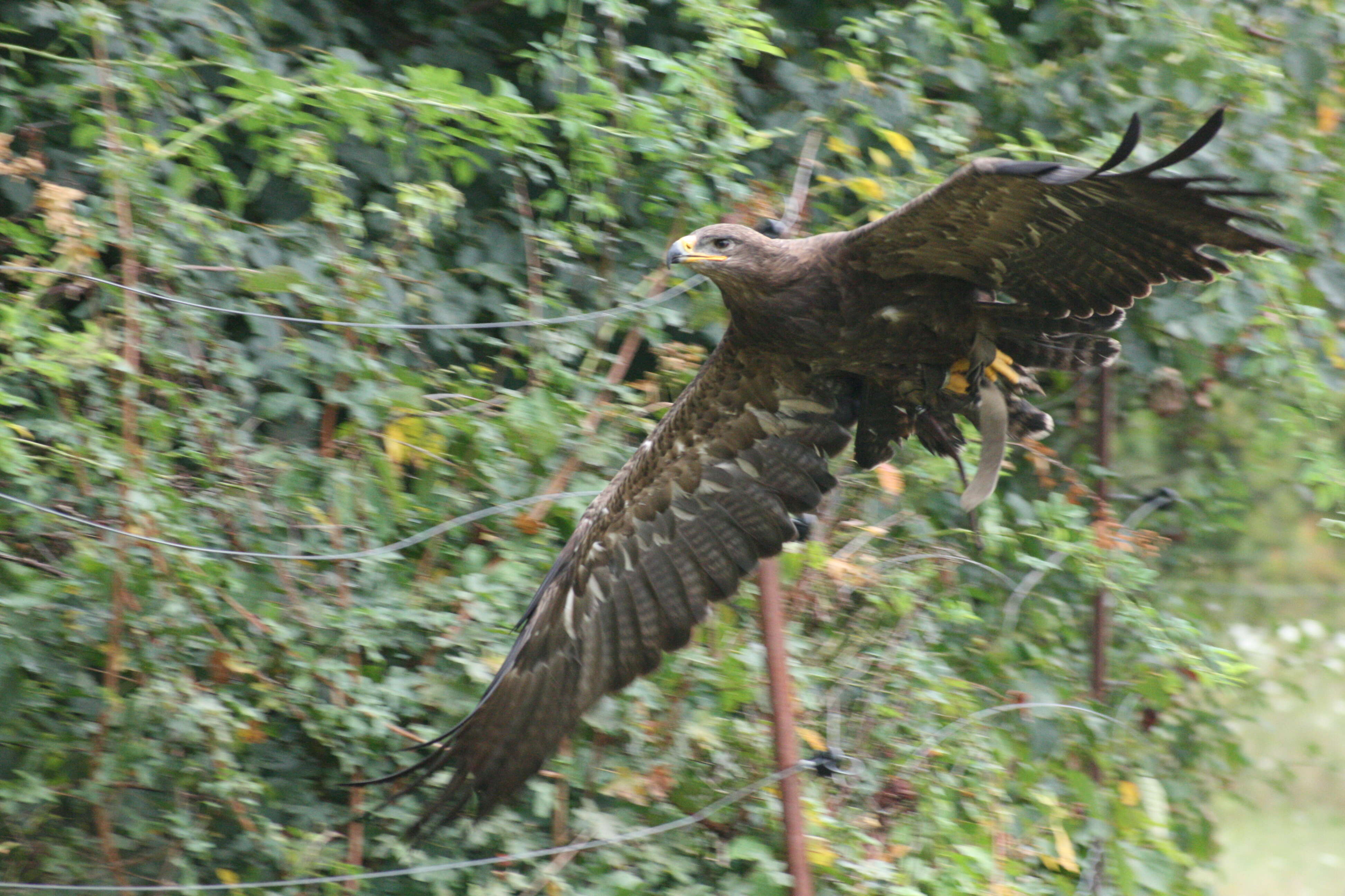 Image of Steppe Eagle