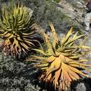 Image of Namaqua Aloe