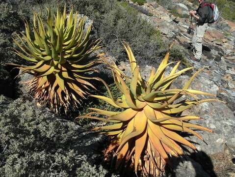 صورة Aloe khamiesensis Pillans