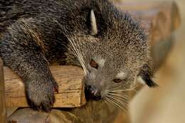 Image of Binturong