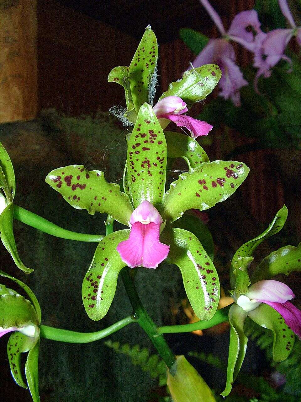 Imagem de Cattleya guttata Lindl.