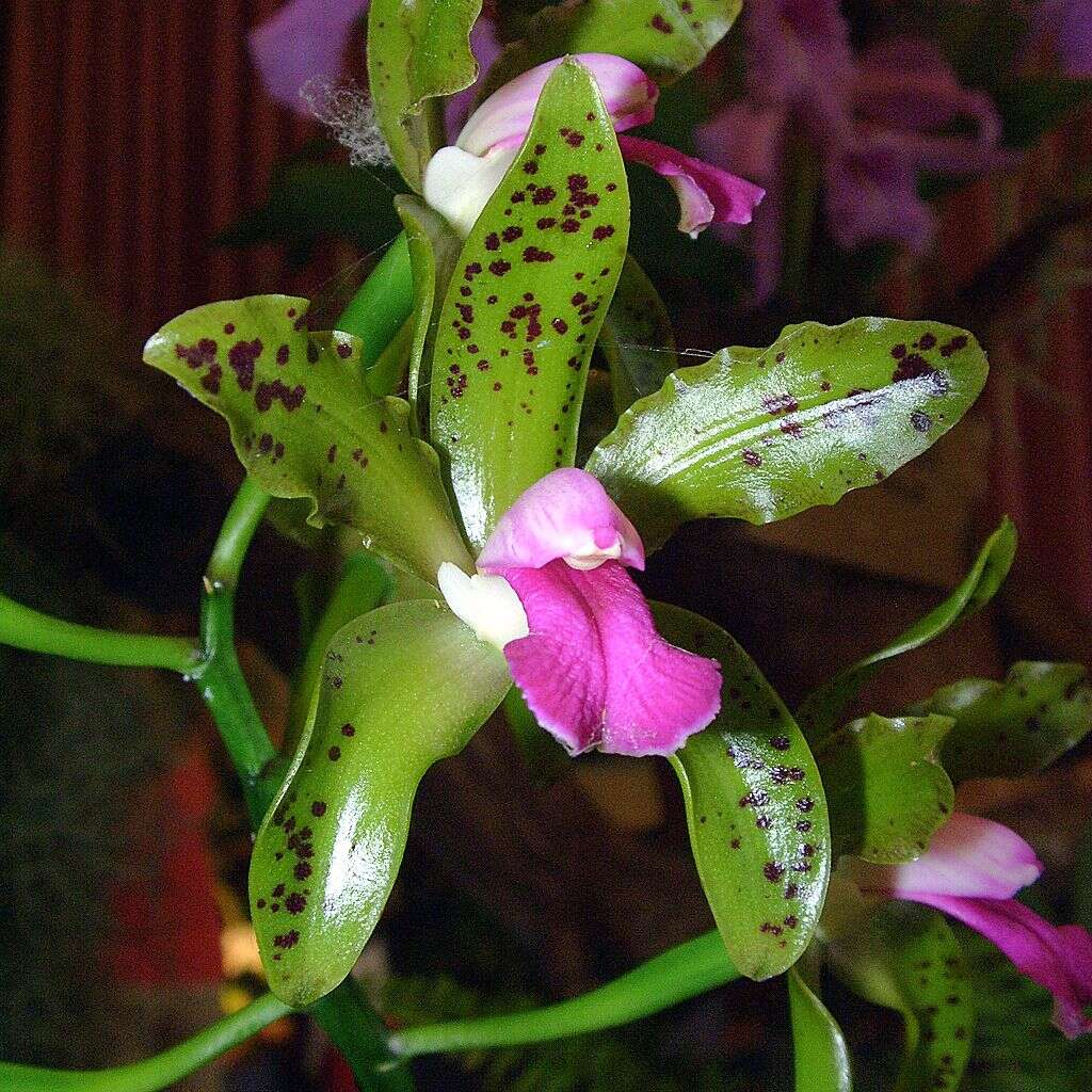 Imagem de Cattleya guttata Lindl.