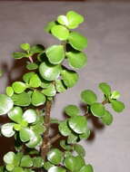 Image of portulacaria