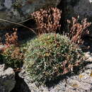 Image of Saxifraga willkommiana subsp. willkommiana