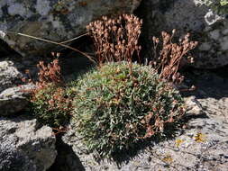 Image of Saxifraga willkommiana subsp. willkommiana