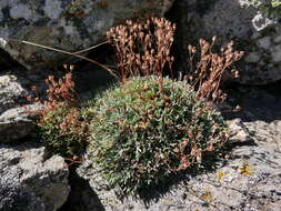 Plancia ëd Saxifraga willkommiana subsp. willkommiana