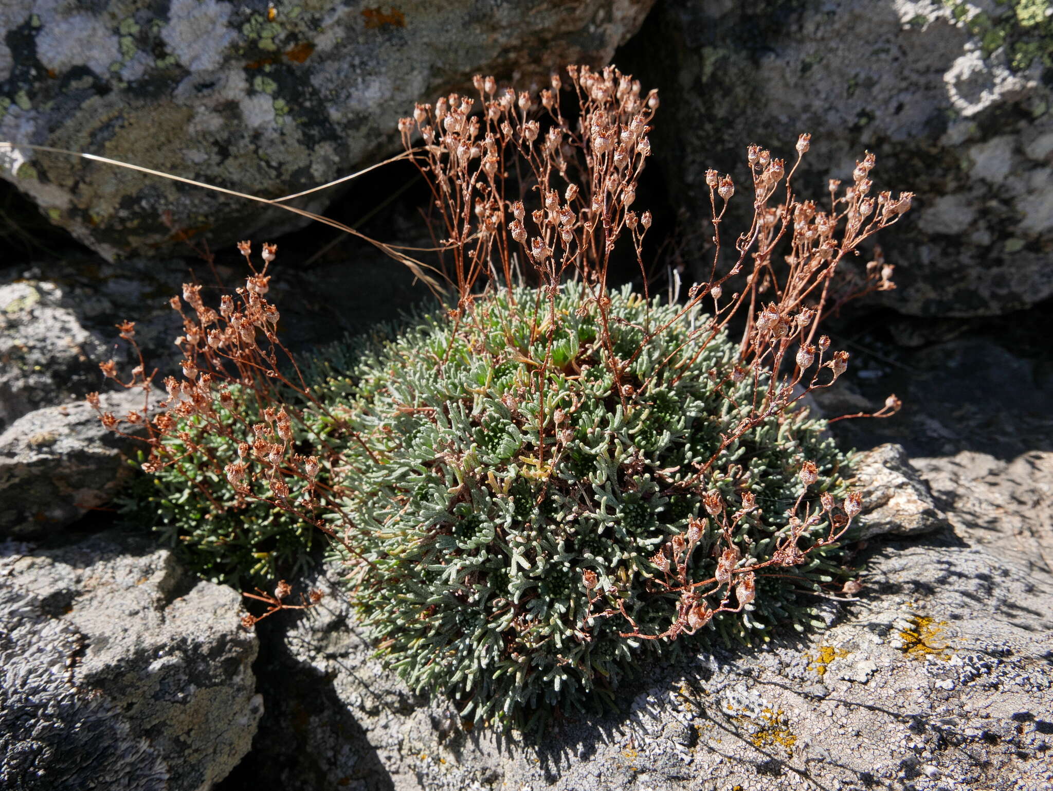 Image of Saxifraga willkommiana subsp. willkommiana