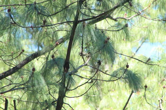 Image of Gray-barred Wren