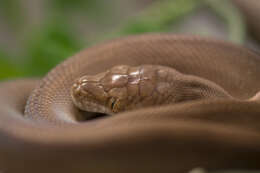 Image of Tanimbar-island Python