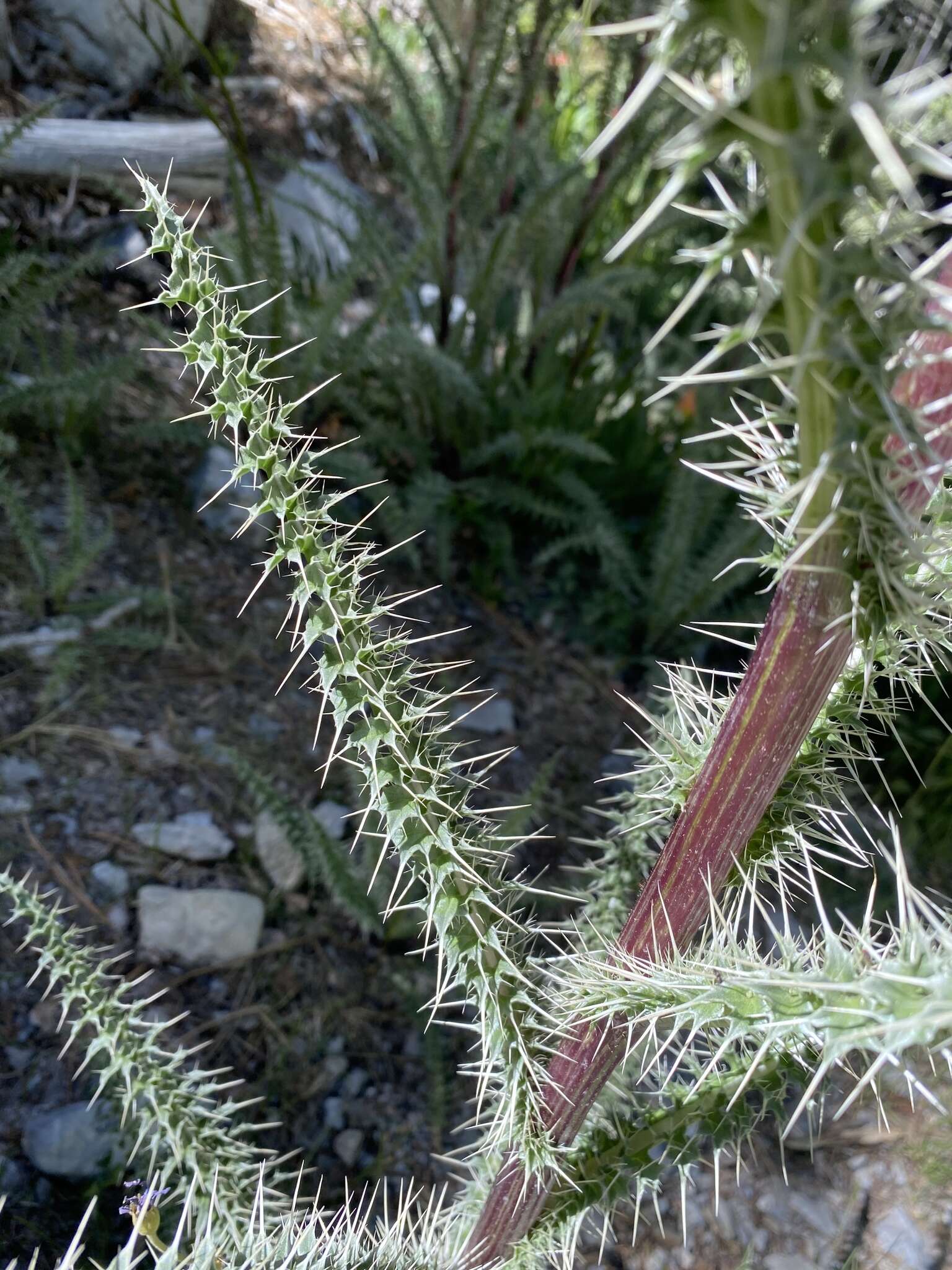 Image of whitespine thistle