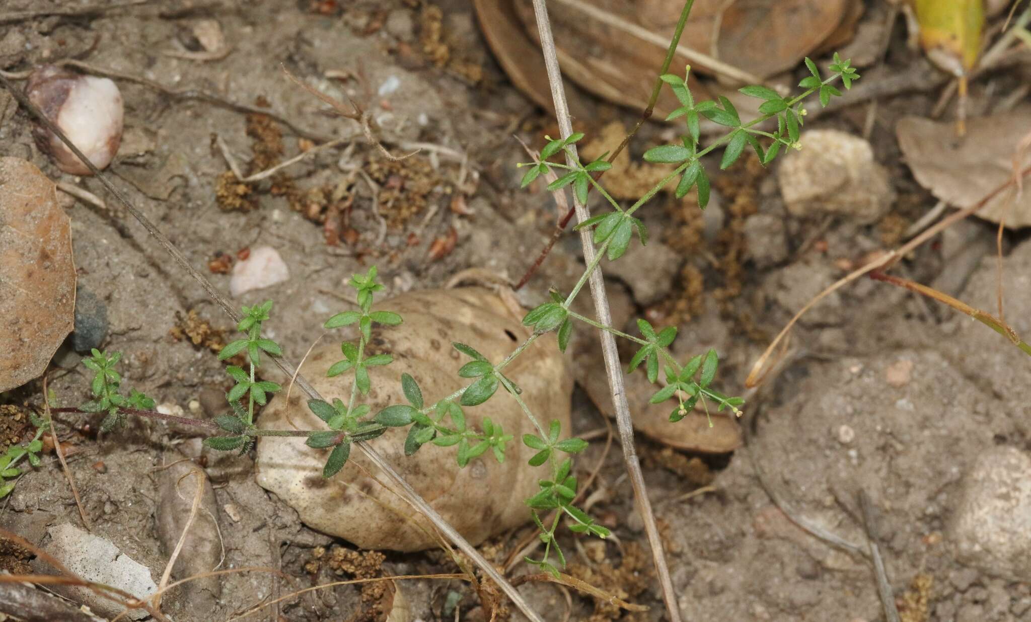 Image of graceful bedstraw