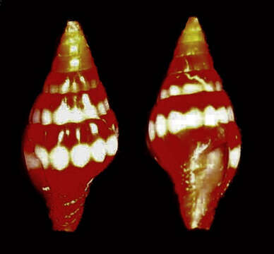 Image of Vexillum semicostatum (Anton 1838)