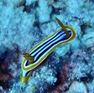 Sivun Chromodoris quadricolor (Rüppell & Leuckart 1830) kuva