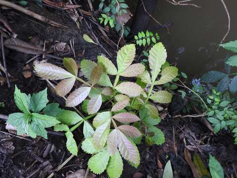 Слика од Paullinia pinnata L.