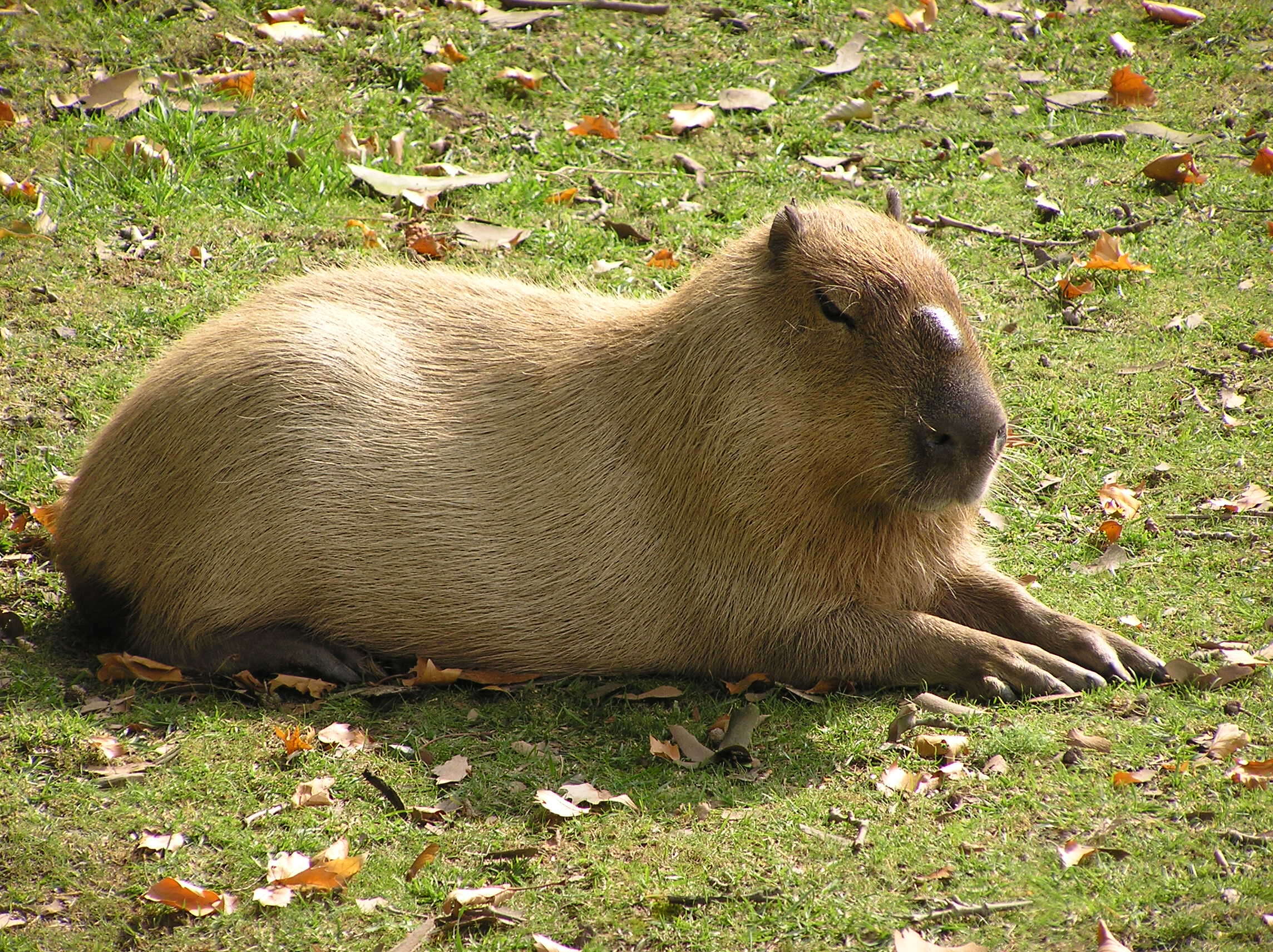 Image of Capybaras