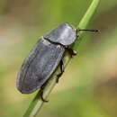 Image of Aclypea bicarinata (Gebler 1830)