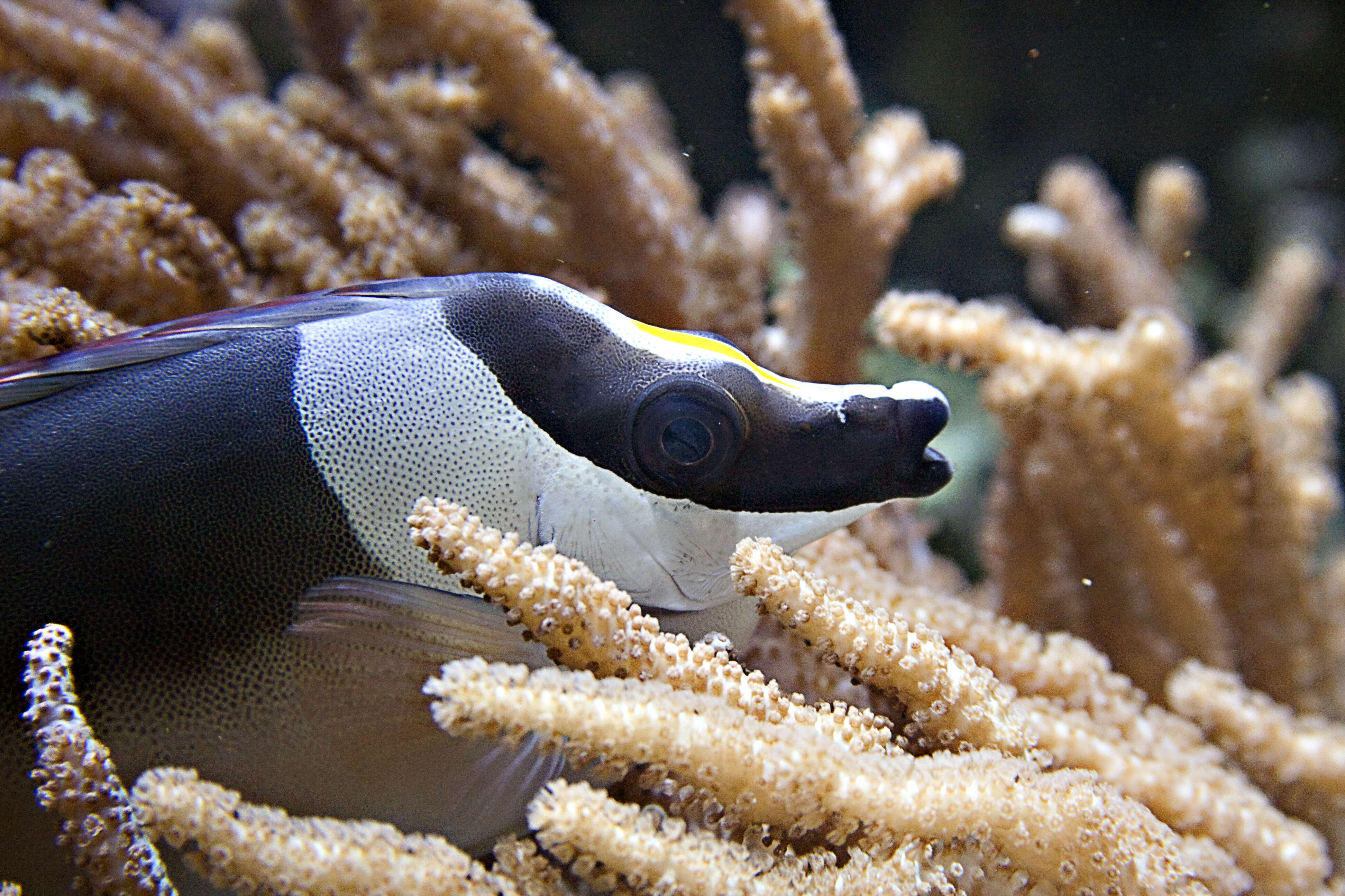 Image of Andaman Fox-face