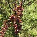 Image of wedge-leaf hopbush