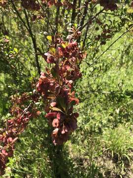 Image of wedge-leaf hopbush