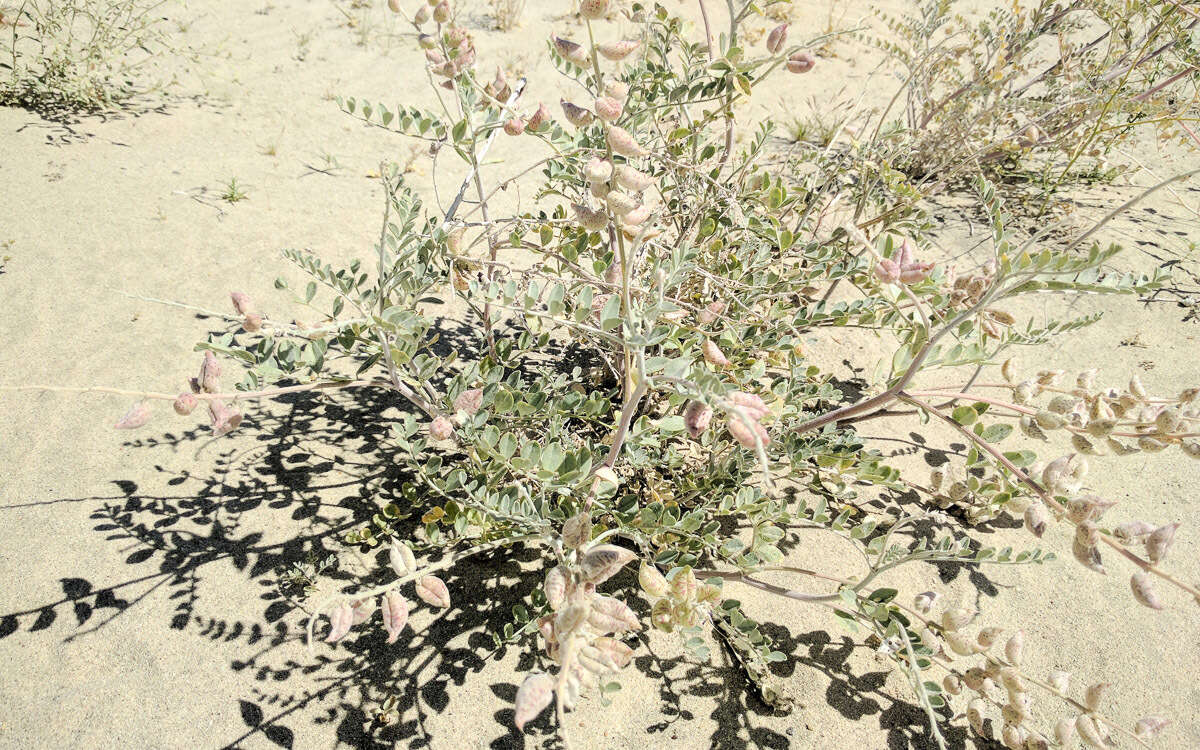 صورة Astragalus lentiginosus var. coachellae Barneby