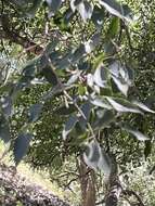 Image of Caucasian hackberry