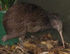 Image of Brown kiwi