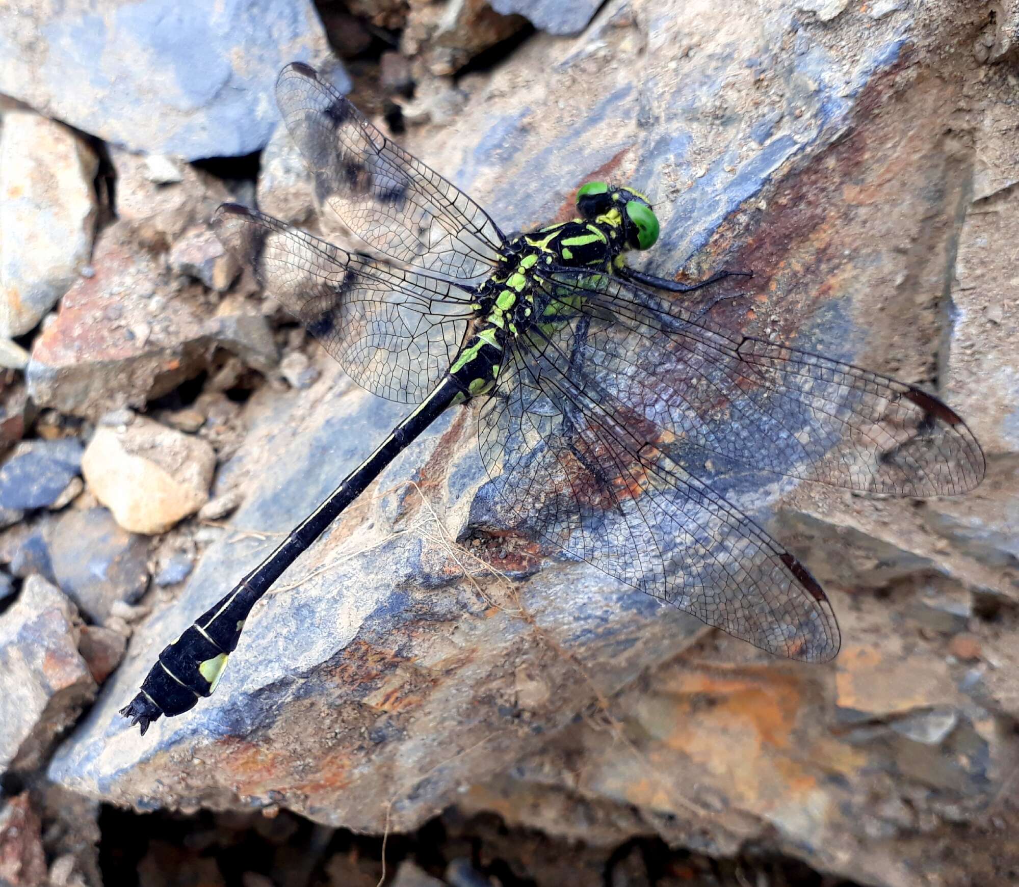 صورة Anisogomphus Selys 1858