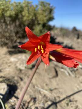 Imagem de Zephyranthes phycelloides