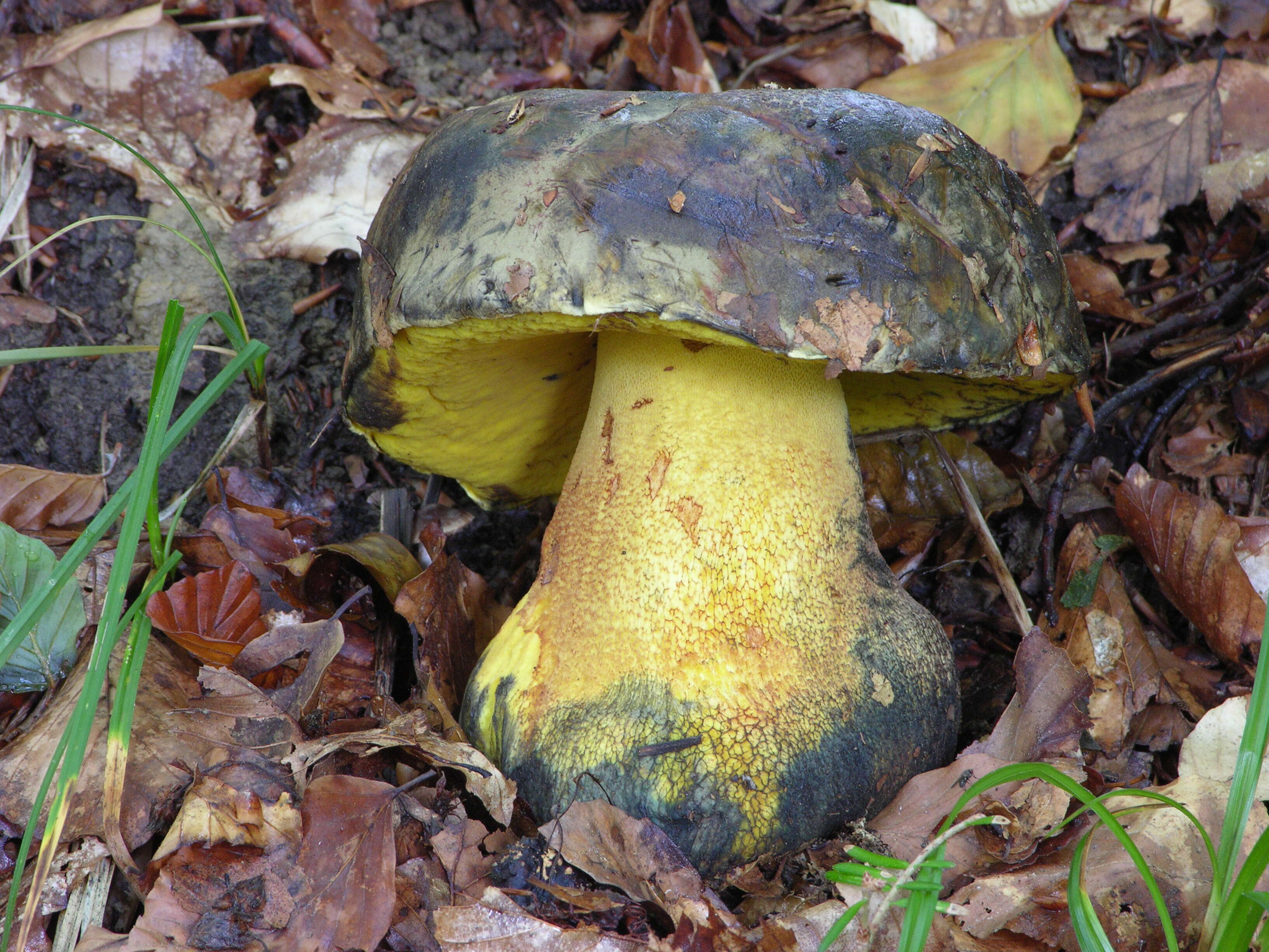 Imagem de Imperator torosus (Fr.) Assyov, Bellanger, Bertéa, Courtec., G. Koller, Loizides, G. Marques, J. A. Muñoz & N. Oppicelli