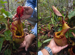 Слика од Nepenthes veitchii Hook. fil.