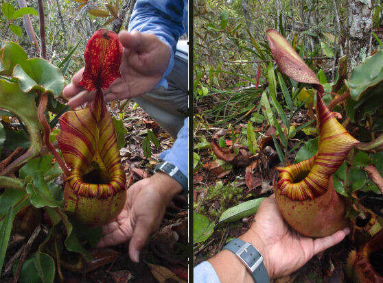 Слика од Nepenthes veitchii Hook. fil.