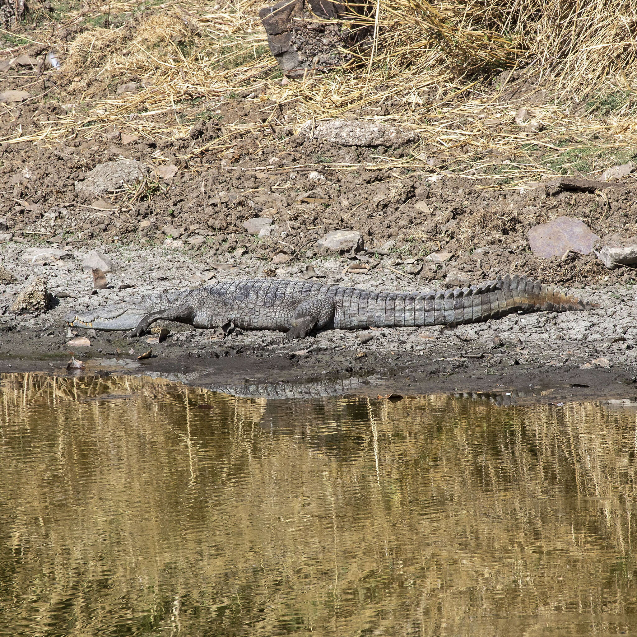 Image of Broad-snouted Crocodile