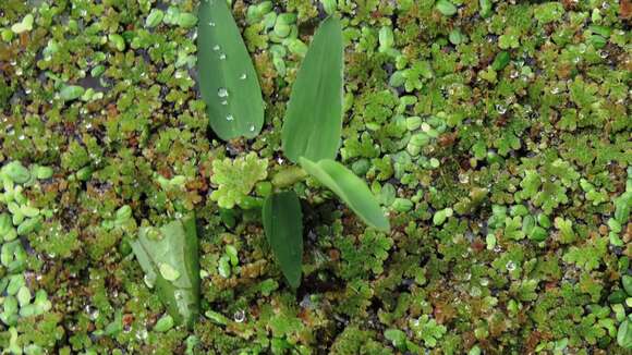 Image of watergrass