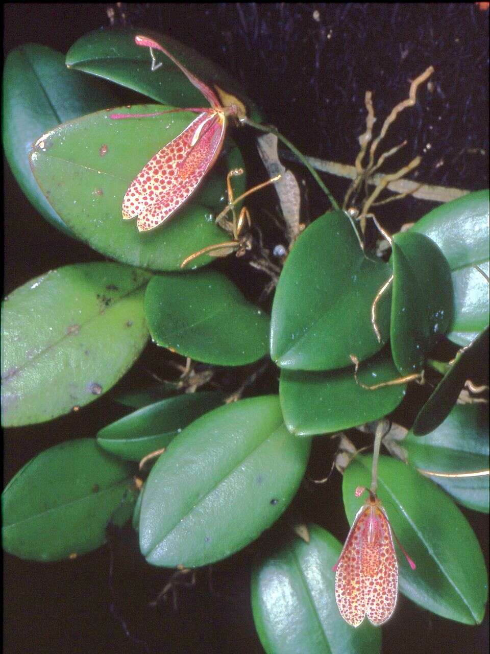 Plancia ëd Restrepia elegans H. Karst.