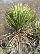 Image of Agave karwinskii Zucc.