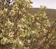 Image of Leucadendron loranthifolium (Salisb. ex Knight) I. Williams